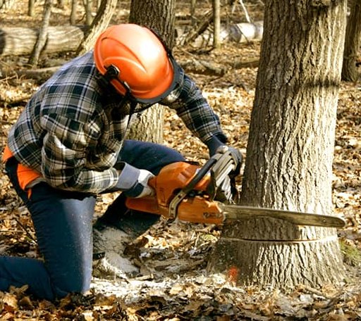 Tree Removal in Caldwell, TX
